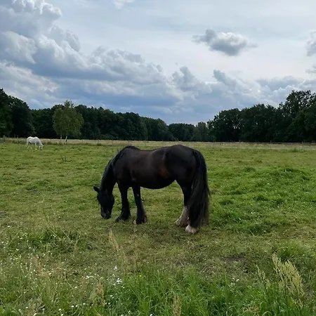 Zum